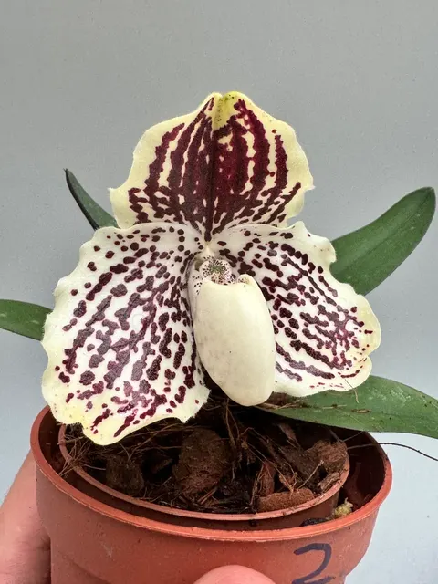 Paphiopedilum leucochilum 'White 4N' (Paphiopedilum)