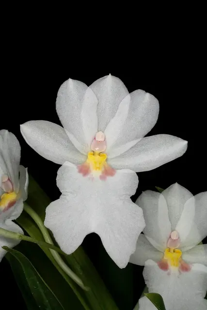 Miltoniopsis warscewiczii