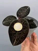 Anoectochilus chapaensis “big plant” — No / 8 cm
