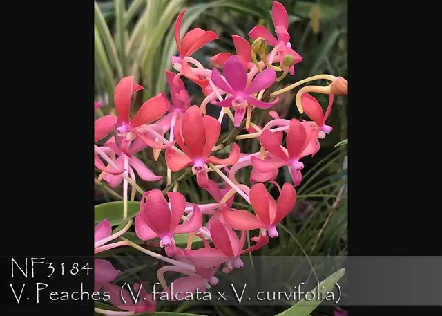Vanda Peaches 'Note : Mounted With 3- 5 Growthes' (Vanda)
