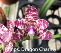 Rhnps. Dragon Charmy (Phal. japonica x Rhy. gigantea) (SJRG) (- Others ) Rhnps.=Rhynchonopsis / Phal.=Phalaenopsis / Rhy.=Rhynchostylis