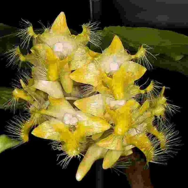 Dendrobium roslii sp (Dendrobium)
