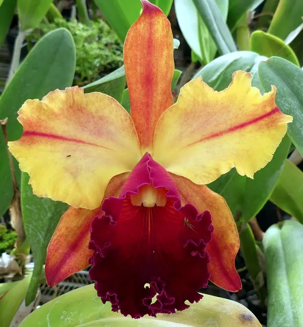 Brassolaeliocattleya Toshie Aoki 'Carmela' (Brassolaeliocattleya)