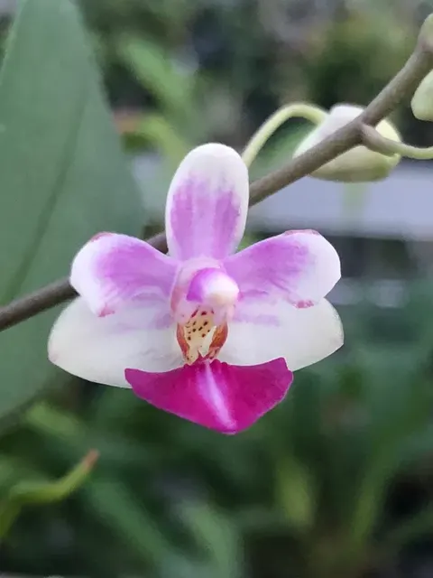 Doritaenopsis ANNA-LARATI SOEKARDI