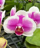 Phal. Lioulin Lily — Blooming size (Broken/ Cut Leaves)