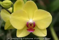 Phal. Hsinying Fortune 'Fortune Star' (Chian Xen Queen x Salu Peoker) (PM210) (Hybrid)