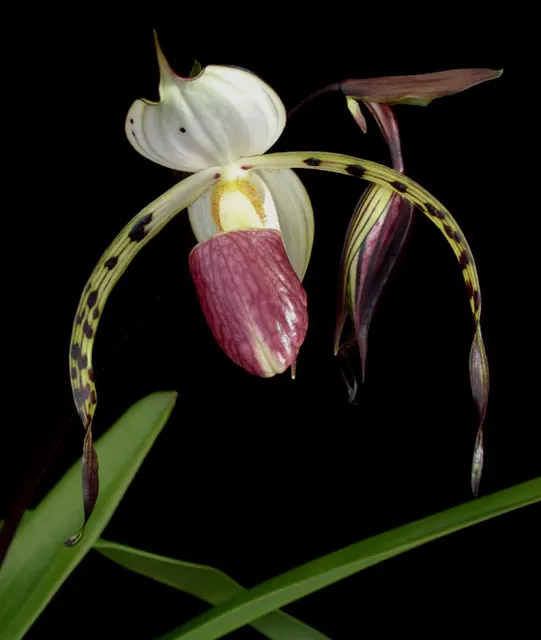 Paphiopedilum stonei x sib (Paphiopedilum)