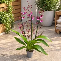 Oncidium Katrin Zoch "Mieke" - flori cu parfum dulce de vanilie — fara flori - ghiveci 12 cm