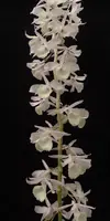 Dendrobium aphyllum syn. pierardii