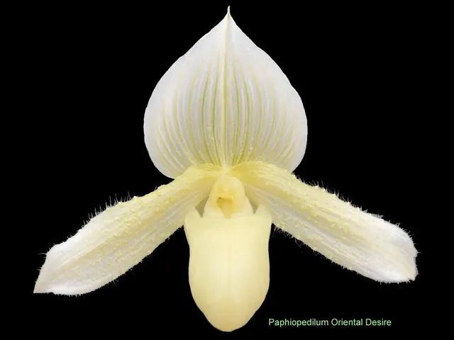 Paphiopedilum Oriental Desire