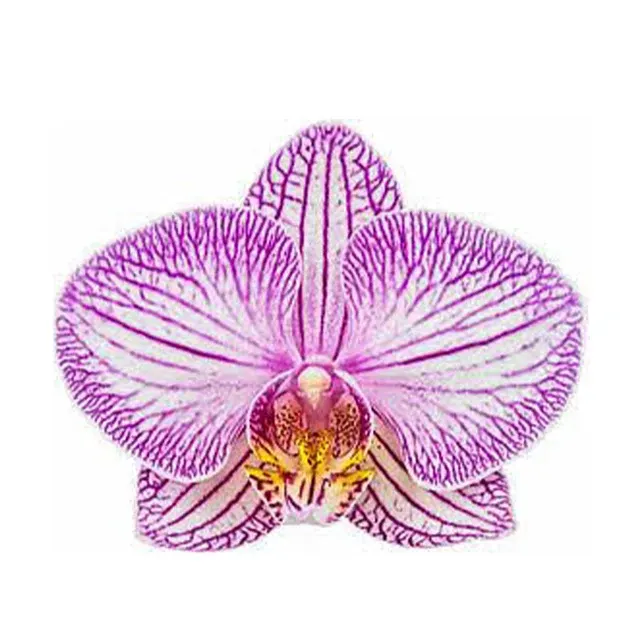 Phalaenopsis Tropic Picotte