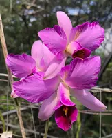 Laelia anceps ‘Jacana’
