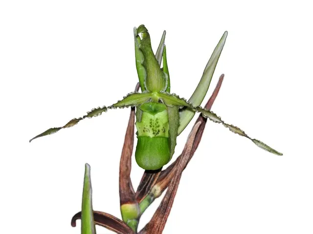 Phragmipedium boissierianum