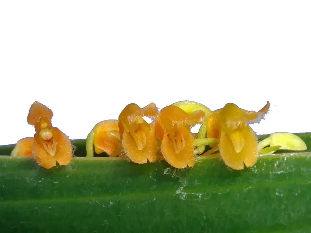 Stelis erucosa (Stelis)