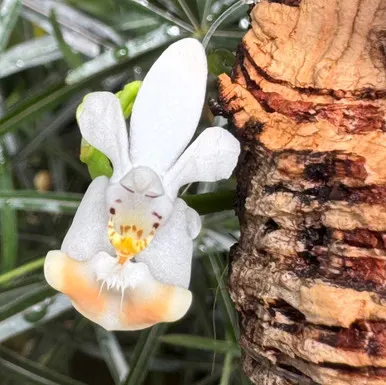 Phalaenopsis parishii (Phalaenopsis)