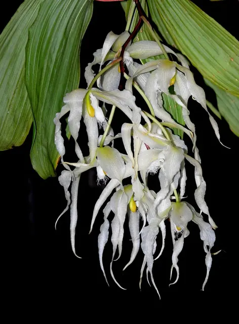 Paphinia herrerae f alba