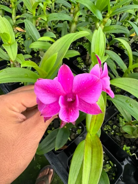 Dendrobium LD Red