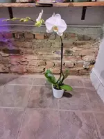 Phalaenopsis Orchid — 2"
