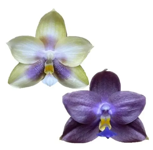 Phalaenopsis Smiley Prince x Peter Blue Diamond