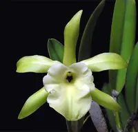 Rhyncholaelia glauca (6 inch)