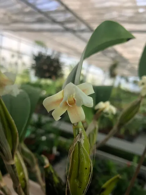 Flickingeria fimbriata