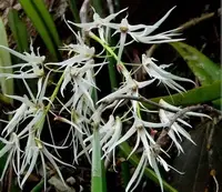 Blooming Size, Dockrillia calamiforme, Shipping Included
