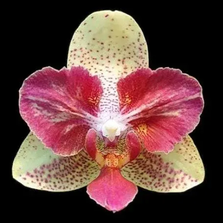 Phalaenopsis Chi Yuen Kaleidescope