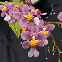 Flowering select Oncidium species CC26/012