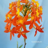 Epidendrum (Large Sized)