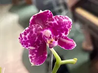 Phalaenopsis Mituo Diamond "White Python"