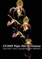 Paph. Shin-Yi Formosa (Lady Isabel ' Jumbo' x gigantifolium ' Shen' SM/TOGA)