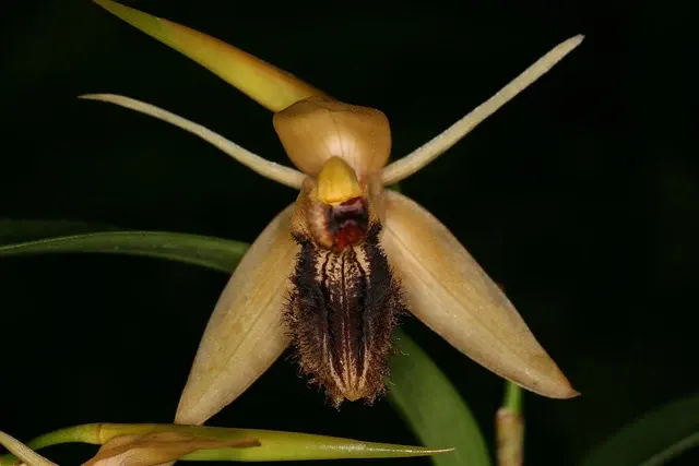 Coelogyne fuliginosa (Coelogyne)