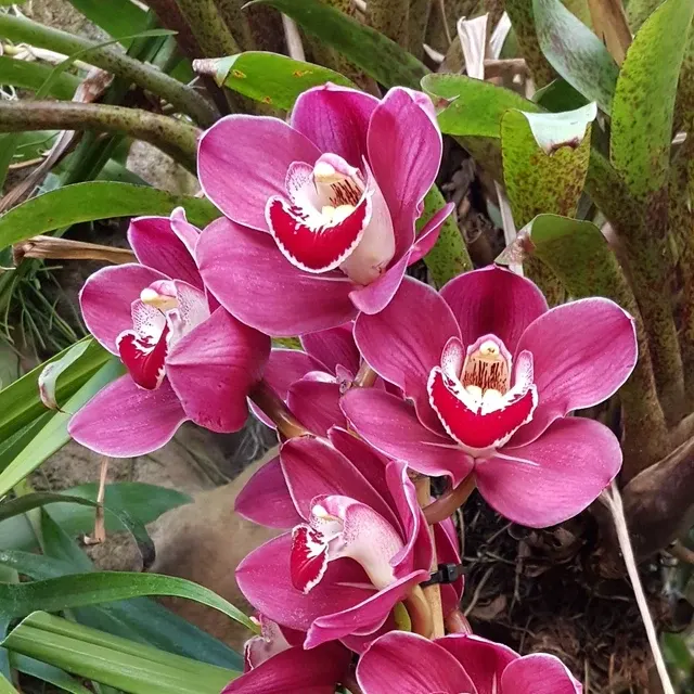 Cymbidium Rotorua Rose 4N
