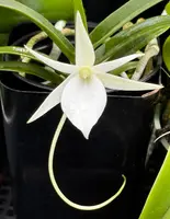 Angraecum rutenbergianum