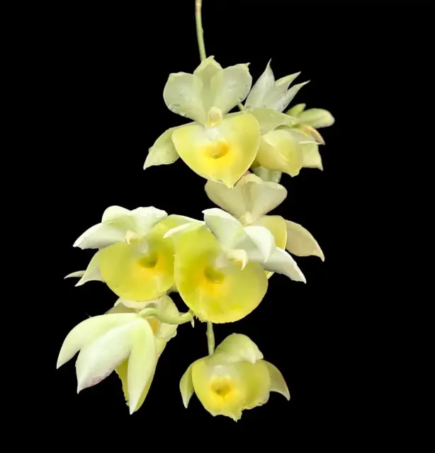 Catasetum pileatum (Catasetum)