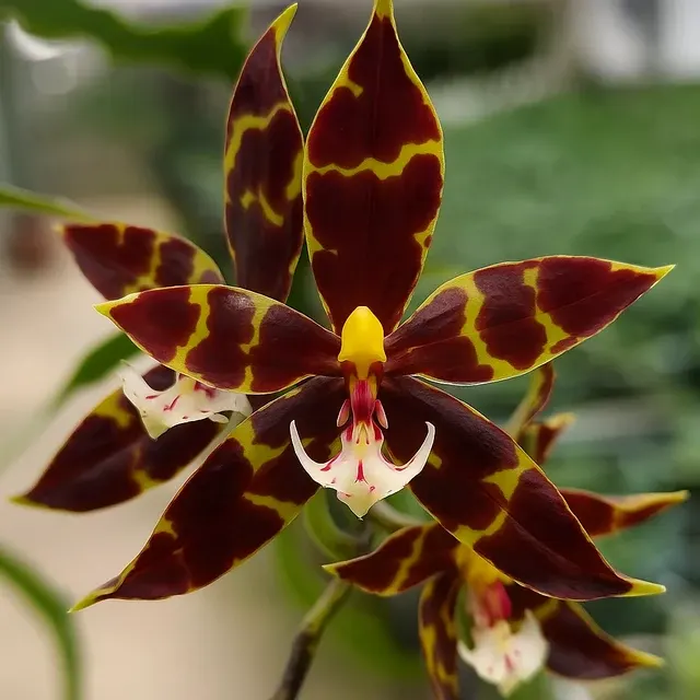 Phalaenopsis pantherina 'Black'