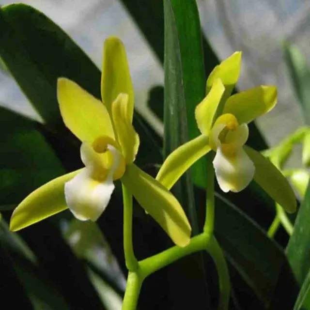 Cymbidium finlayasonianum (Cymbidium)
