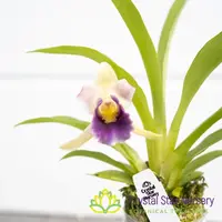 Cochleanthes discolor (6030) — 2" Pot Oversized / Without Spike