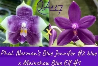 Phalaenopsis MS Blue Pax