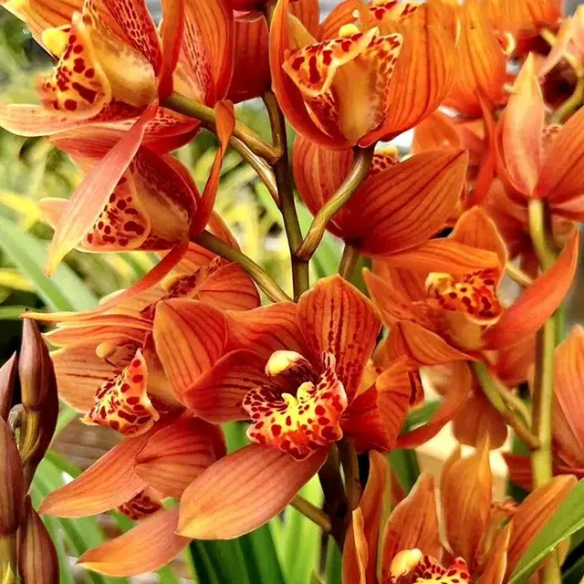 Cymbidium XiangLan Eastern Beauty (Cymbidium)