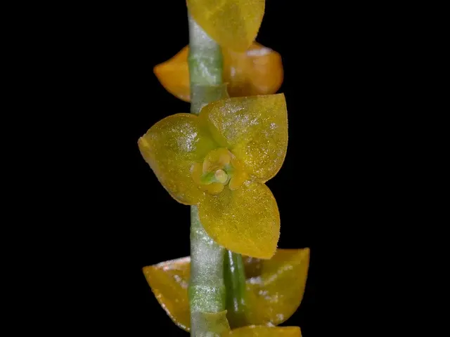 Stelis aperta (Stelis)
