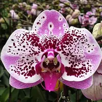 Phalaenopsis Miki Crepe '15' 3.0"