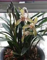Cymbidium sinense 'Dharma' (Cymbidium)