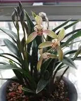 Cym. sinense 'Dharma' Var. (CYMS09) ( - - sinense )