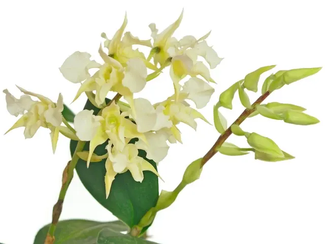 Dendrobium forbesii