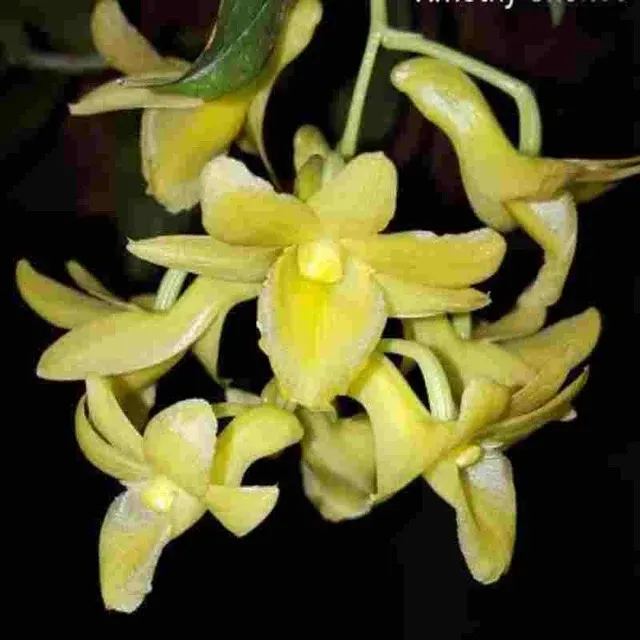 Dendrobium cerinum sp (Dendrobium)