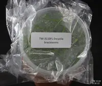 FLASK Encyclia bractescens