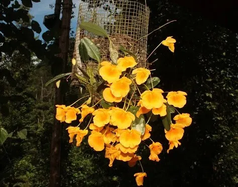 Dendrobium Ueang Pheung (Dendrobium)