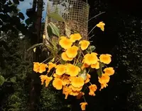 Dendrobium Ueang Pheung