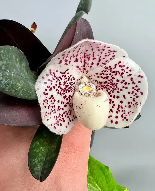 Paphiopedilum niveum x sib 'X' (Paphiopedilum)